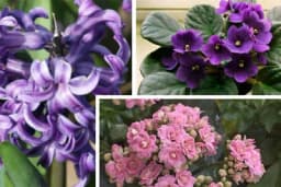 Cvjeće koje cvjeta zimi - Uzgoj i održavanje!