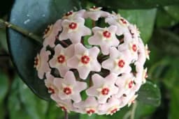 Uz ovaj cvijet osvježivač prostora vam neće trebati - Evo kako se gaji HOJA