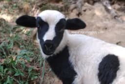 Njega jagnjadi nakon rođenja