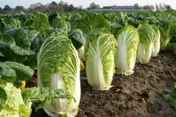 Probajte da uzgojite kineski kupus, lako je, a sada je pravo vrijeme za sadnju!