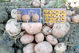 Zašto dolazi do oštećenja i deformacija krompira