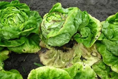 Plamenjača salate - Kako se boriti protiv ove bolesti