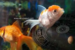 Provjerite koji je savršeni ljubimac za vaš horoskopski znak