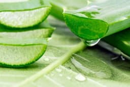 Kako se koristi ALOE VERA za očuvanje zdravlja kože