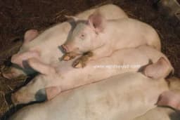 Tov svinja sopstvenim žitaricama i sojom u gazdinstvu