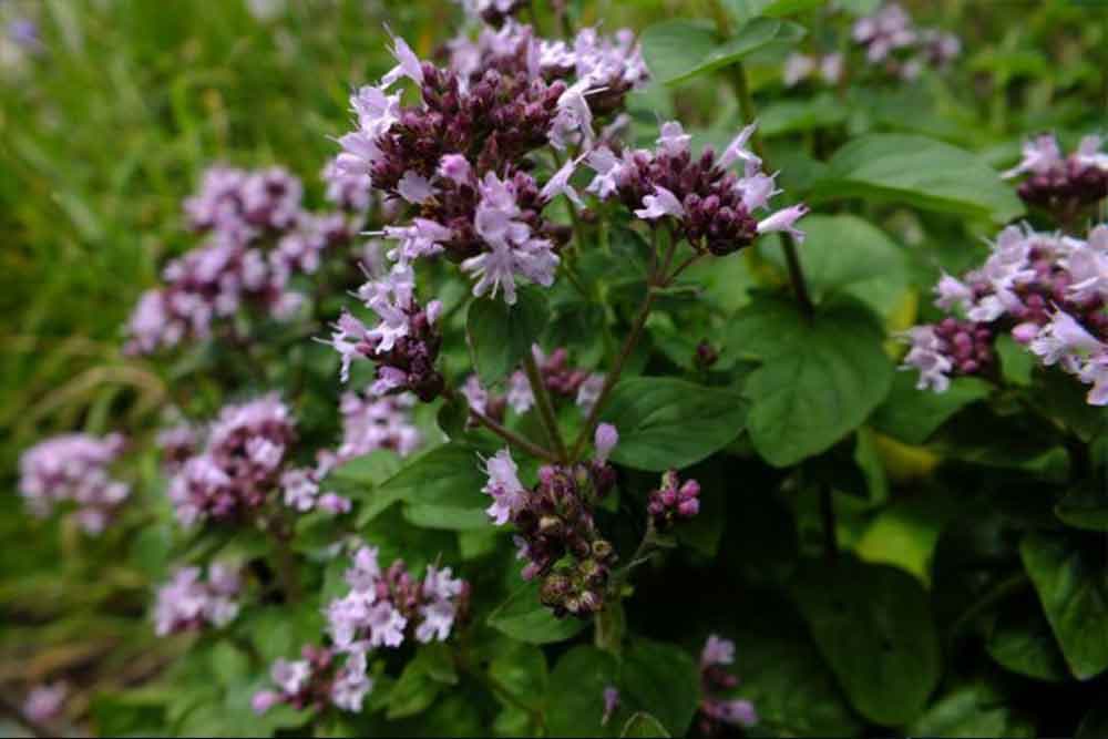 Ulje divljeg origana