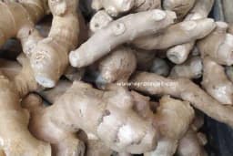 Da li je đumbir zaista toliko važan sastojak u ishrani?