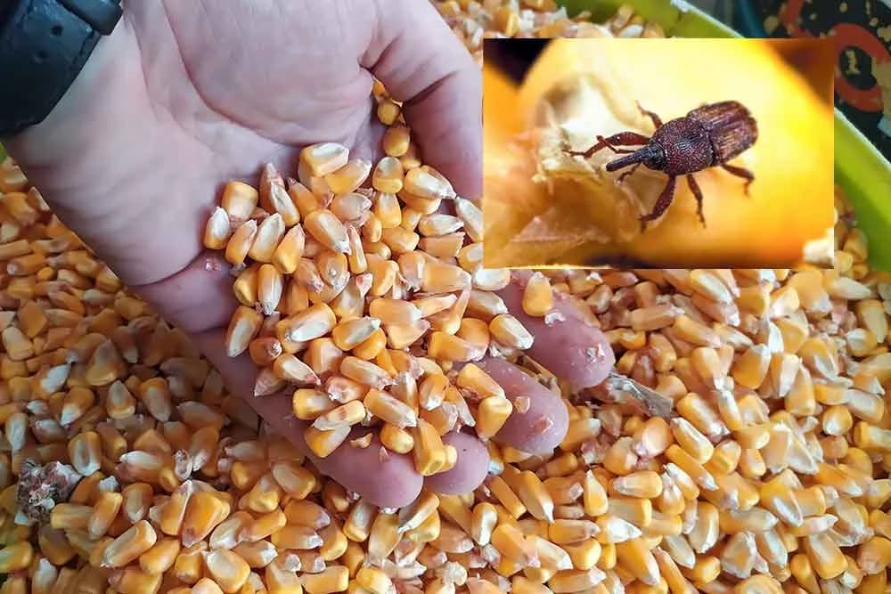 žižak