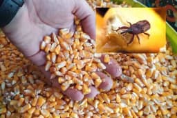 Zaštita uskladištenih žitarica