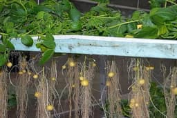 Aeroponski uzgoj krompira - Prinosi veći, a manje prskanja i bolesti!