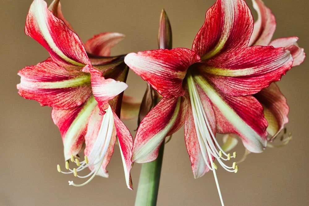 Amarilis