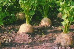 Celer u plasteniku tokom zimskog perioda