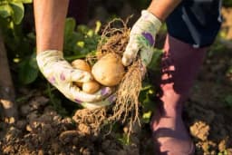 SEVERINA – Sorta koja daje više!