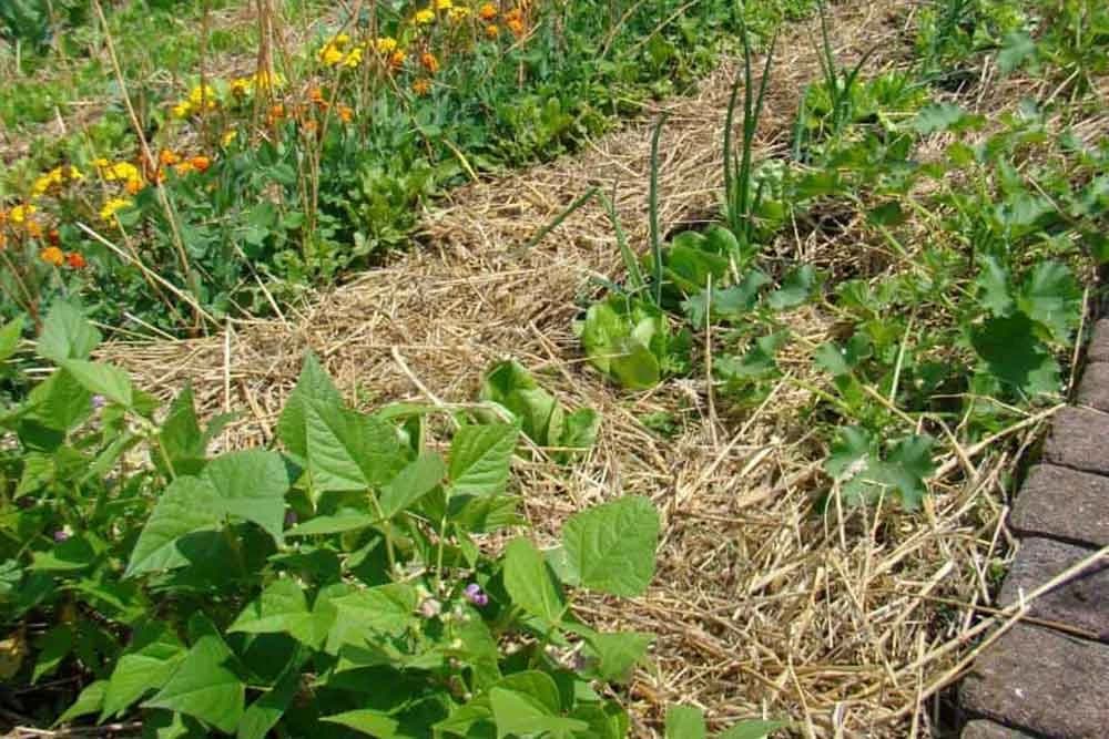 Malčiranje - predosti i nedostaci