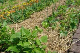 Malč – Njegove vrste i prednosti njegove primjene