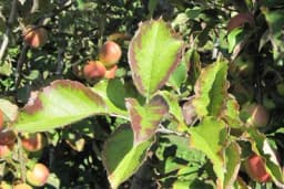 Prepoznajte nedostatak KALIJUMA kod voćaka