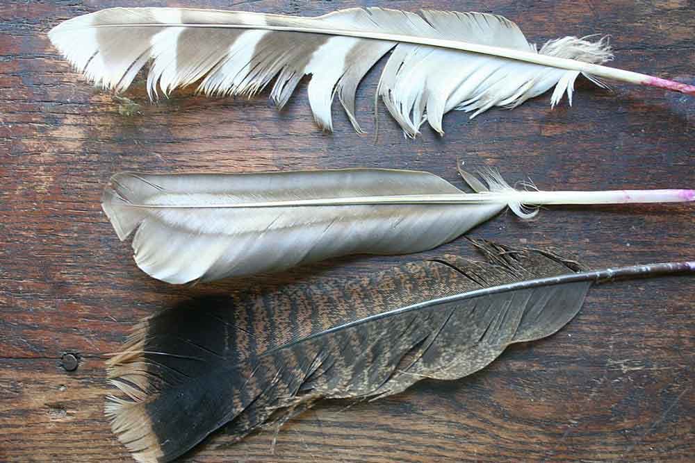 Na Tajlandu usavršavaju postupak pretvaranja perja u proteinsku hranu