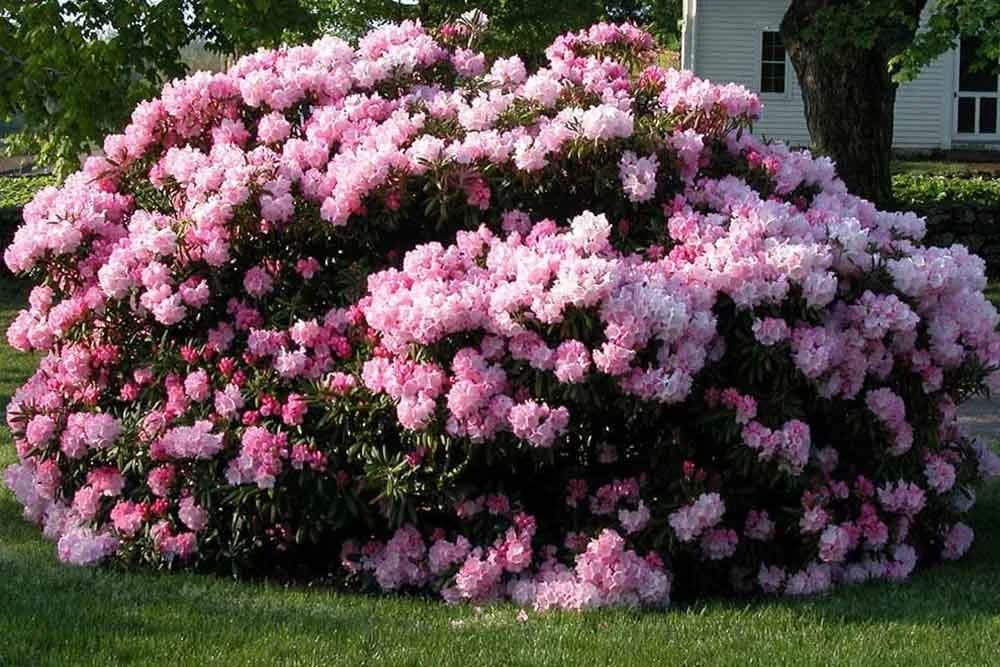RODODENDRON