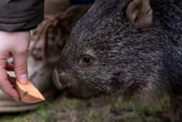 Naučnici riješili čudan fenomen, sada se zna zašto vombati izbacuju izmet u obliku kocke