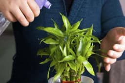 Bambus - Uzgoj u saksiji, tegli, bašti