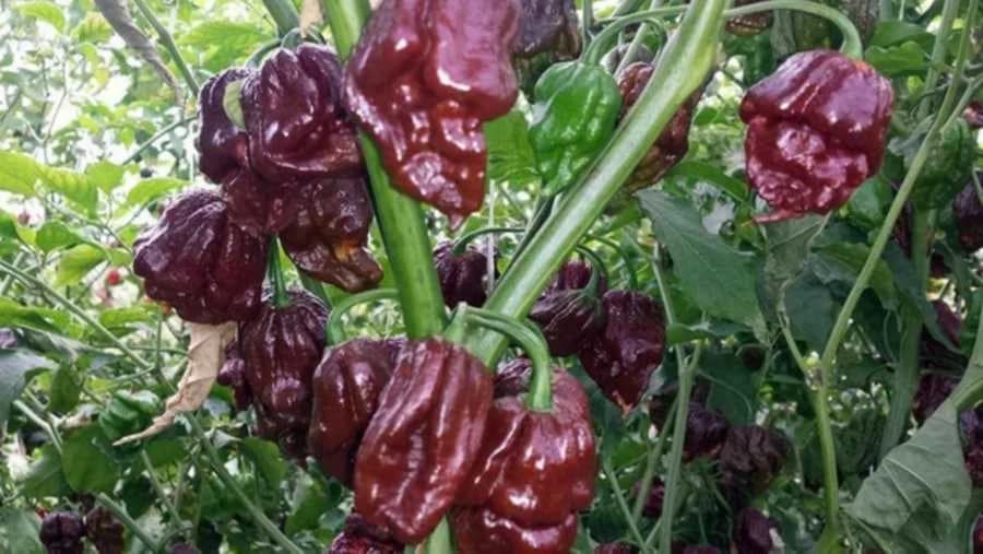 Čokoladna čili paprika - Jako ljuta, a čokoladna