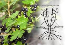 Razmnožavanje crne ribizle nagrtanjem