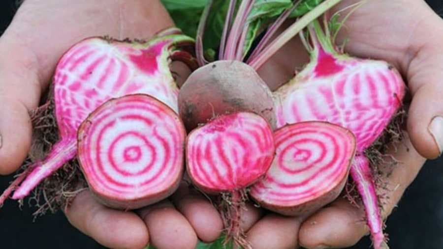 Cvekla crveno-bijele boje