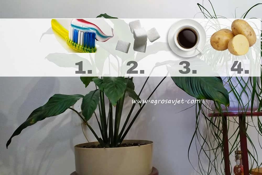 Spisak prirodnih đubriva koji savršeno hrane sobne biljke
