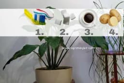 Spisak prirodnih đubriva koji savršeno hrane sobne biljke