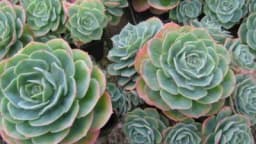 Pravilna njega sukulenata tokom zime