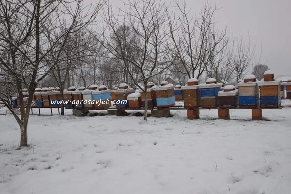Košnice zimi