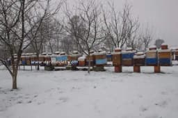 Uzroci ugibanja pčela u toku zimovanja