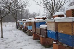 Kako ocijeniti koja su pčelinja društva spremna za zimovanje