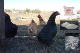 Nadoknadite nedostatak minerala kod živine uz pomoć ovih dodataka ishrani