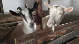 Ishrana koza u zimskom periodu – Sijeno, kukuruz i proteinski dodaci