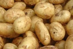 Drveni pepeo i SADNJA KROMPIRA - Tajna boljeg ukusa i većih prinosa