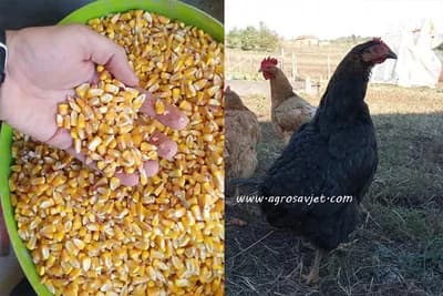 Koji su to nedostaci kukuruza u ishrani živine?