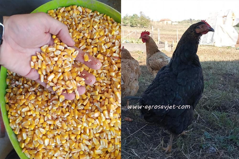 Kukuruz kao hana za živinu