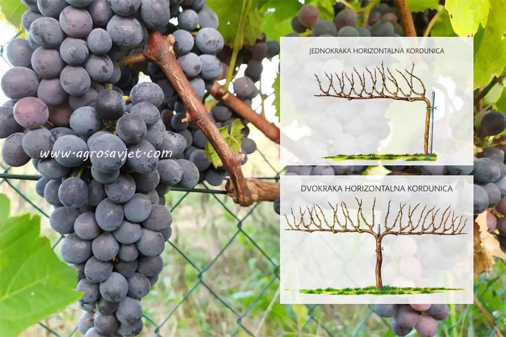 Rezidba vinove loze u obliku horizontalne kordunice
