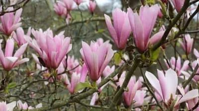 MAGNOLIJA - Drvo raskošnog cvijeta koje će vašem dvorištu dati kraljevski izgled