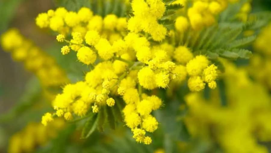 Mimoza