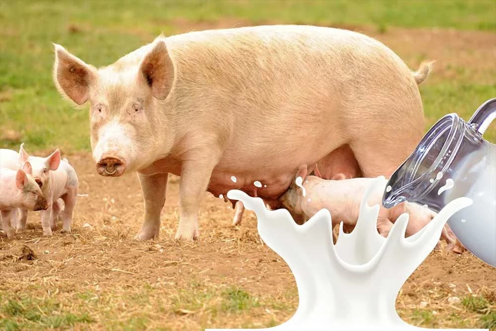 mlijeko od krmače