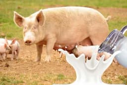 MLIJEKO OD KRMAČE HRANLJIVIJE OD KRAVLJEG - Evo zašto ga ne pijemo