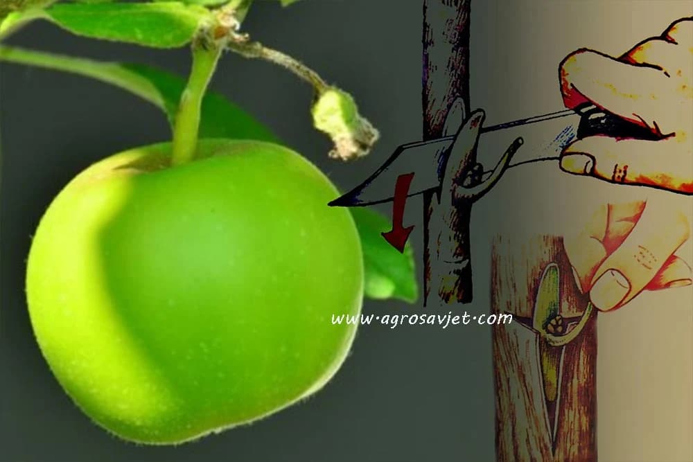 Kalemljenje jabuke OKULIRANJEM - Vratite u voćnjake stare i zaboravljene sorte! /FOTO/