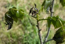 Zaštita oraha od mraza