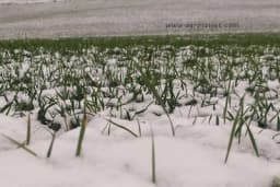 Jednostavan eksperiment - Utvrdite koliko pšenice vam je izmrzlo