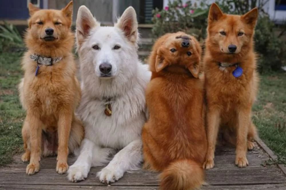 Pas Kiko postao zvijezda zbog poza na porodičnim fotografijama
