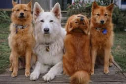 Pas Kiko postao zvijezda zbog poza na porodičnim fotografijama