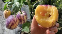 Pepino - Blizak rođak paradajzu i patlidžanu