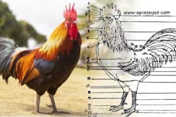 Odlike dobrog pijetla za priplod - Odabiranje  prema spoljašnjem izgledu